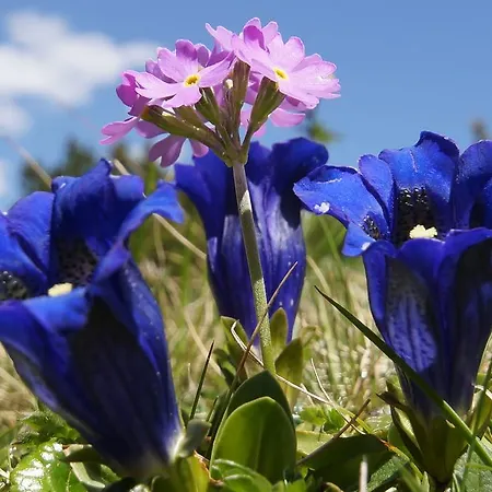 דירה Appartementhaus Nadine *