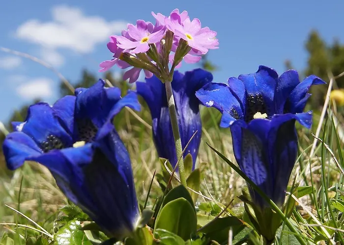 Apartmán Appartementhaus Nadine *